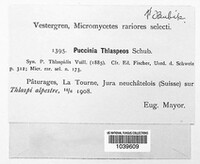 Puccinia thlaspeos image